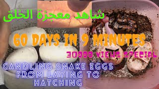 Snake eggs candling 14 days to 59 days شاهد لاول مرة  نمو جنين الثعبان خلال التحضين  سبحان الخالق