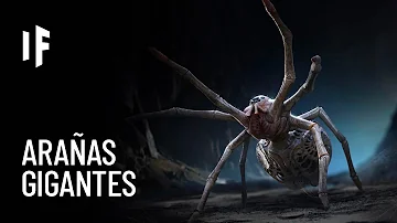 ¿Necesitan los humanos a las arañas para sobrevivir?
