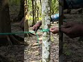 How to Tie a Strong Tree Anchor Knot | Quick & Easy Rope Knot Tutorial for Beginners #knot #skills