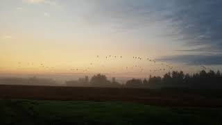 Журавли на Ельне / Cranes at Yelnya bog