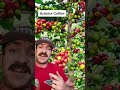 Arabica Coffee Explained Coffee Explained 