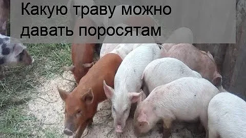 Какую траву можно давать поросятам