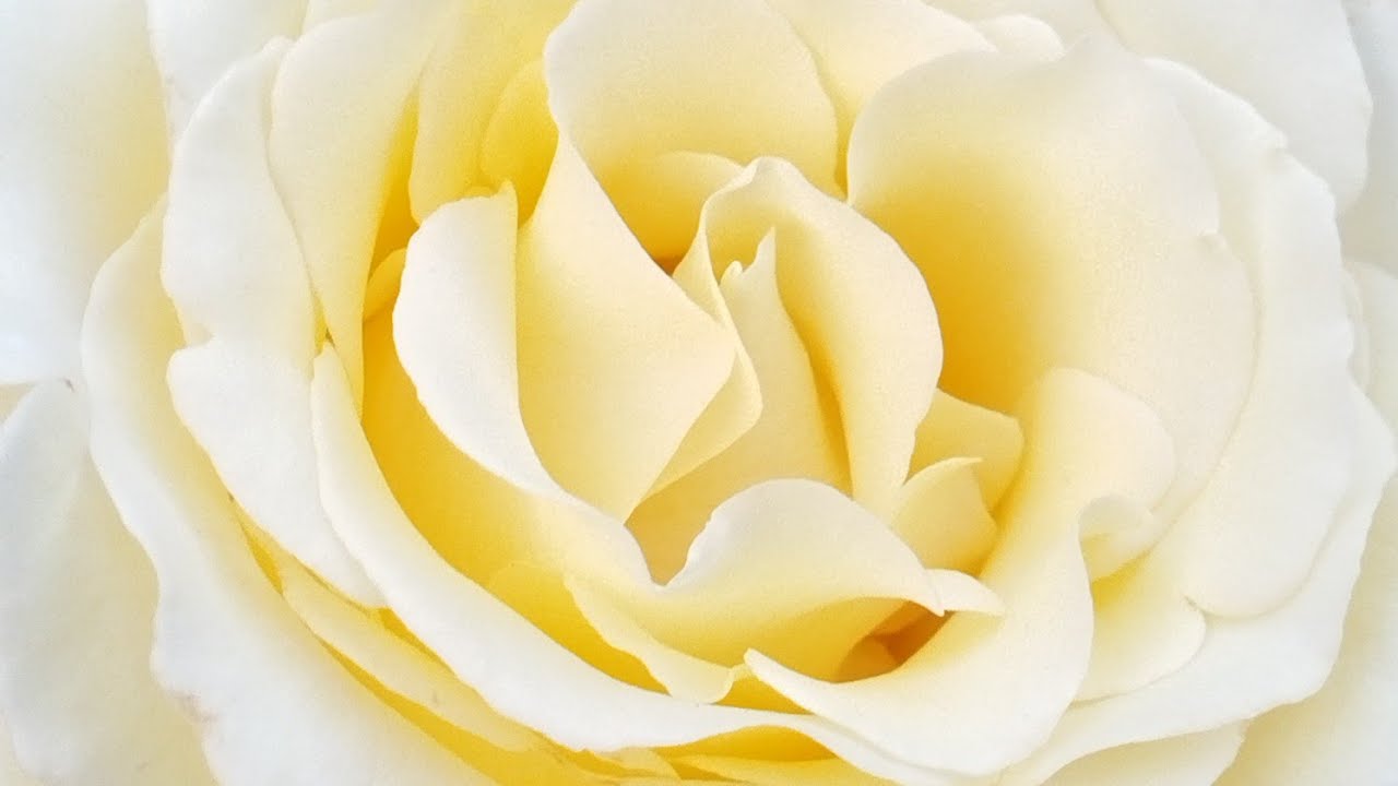 Из дождливого лета приветы 🐈‍⬛🌹🐈. Розы с большим цветком 🌹💓🌹