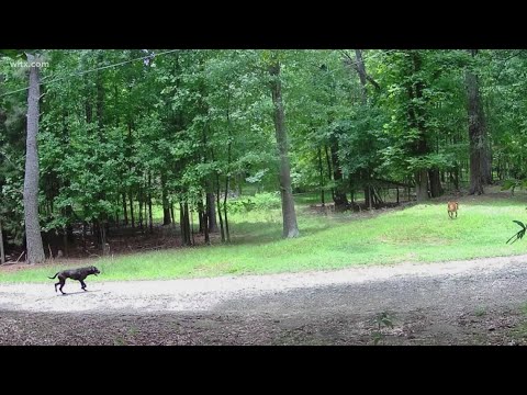 Harbison State Forest