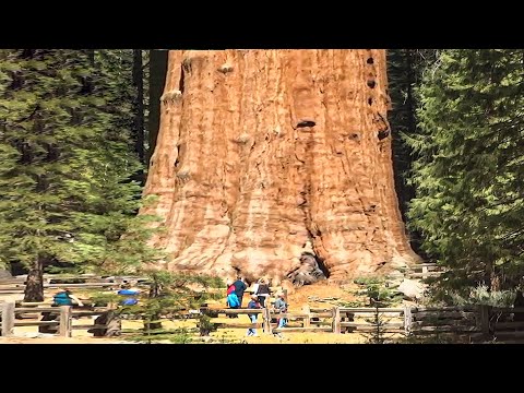 15 BIGGEST Trees
