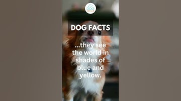 Thumbnail of Did you know that? Or did you think dogs were colorblind? #shorts #dogfacts