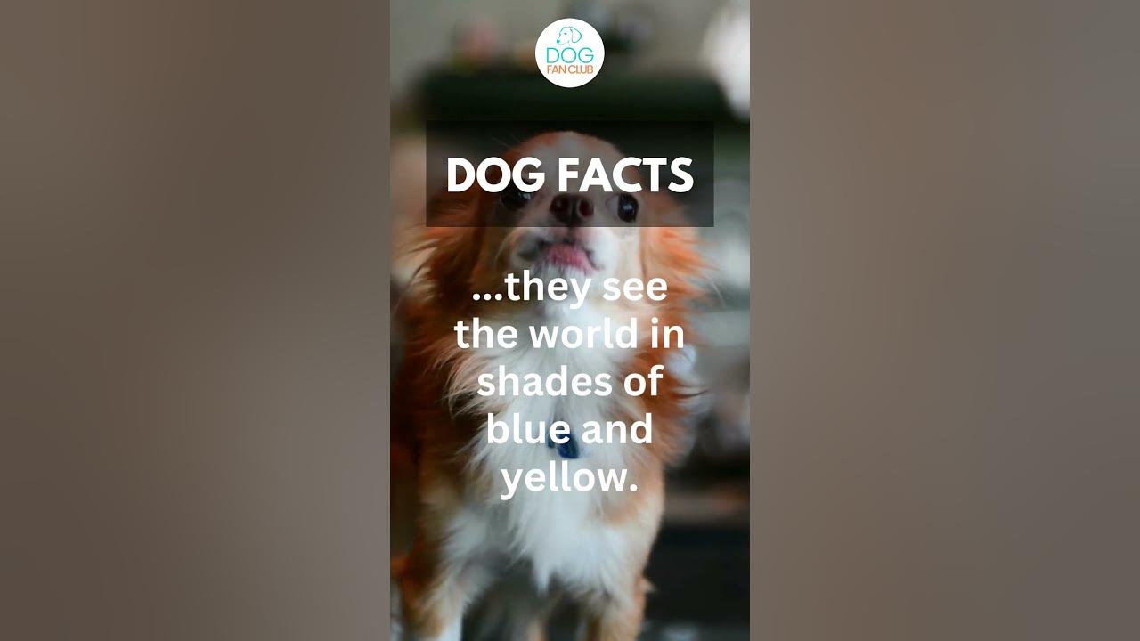 Did you know that? Or did you think dogs were colorblind? #shorts #dogfacts Did you know that? Or did you think dogs were colorblind? #shorts #dogfacts
