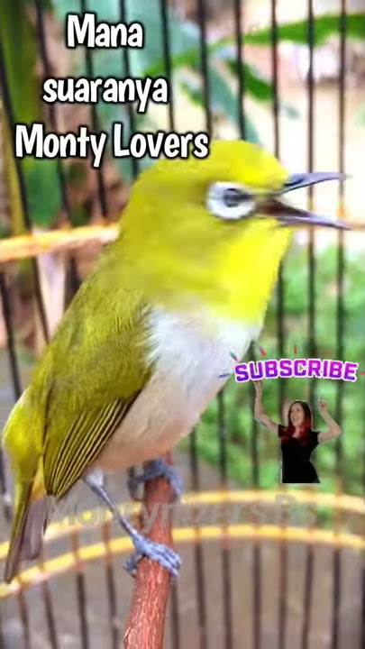 Pleci monty gacor menyapa para monty lovers semua