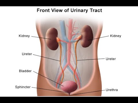 THIMBLE BLADDER 
