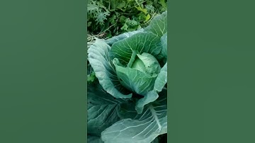 Edge Effect In A Permaculture Garden