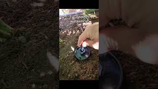 The Thirsty Earth 🌎 terracotta ollas The future of garden irrigation Setup and Installation