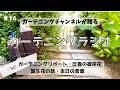 【朝のガーデニングラジオ】#１６　本日の誕生花ご紹介・圧巻の彼岸花リポート・本日の一言・ガーデニングトーク・・・ガーデンの花々を眺めながら心地よいお時間をお過ごしください。#ガーデニング　#ラジオ