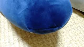 ぬいぐるみが増えました