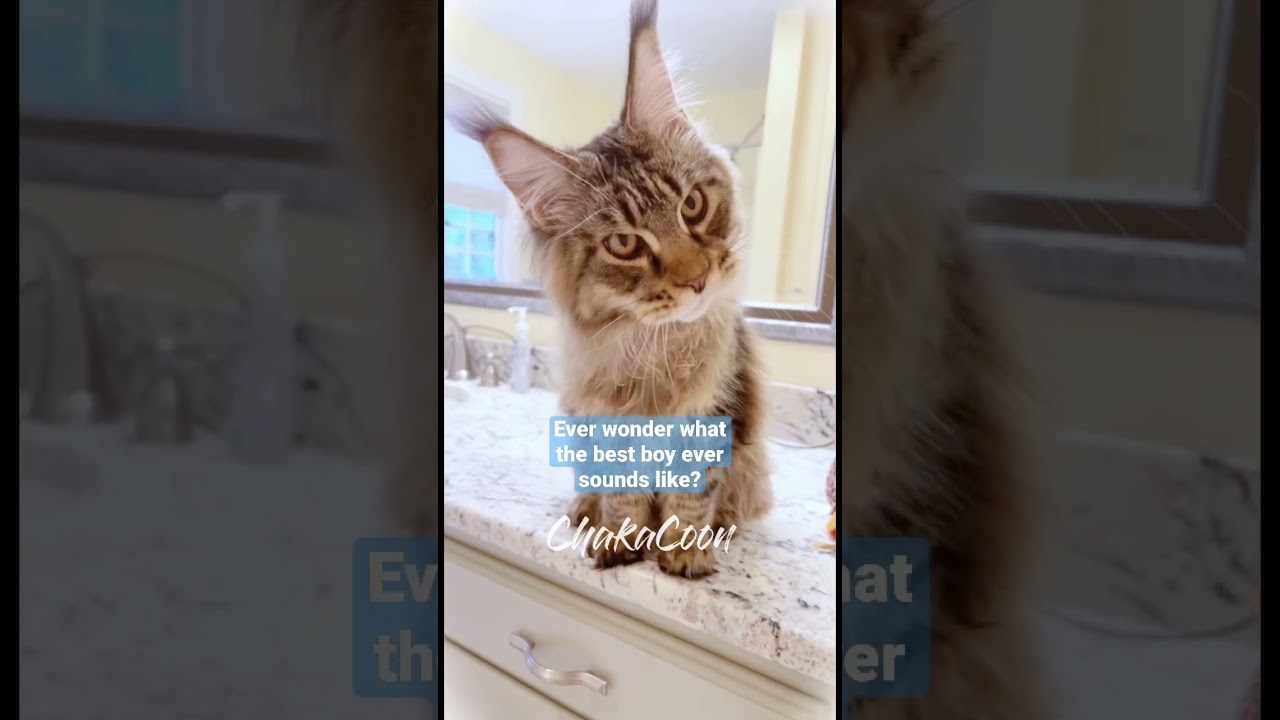 Ever wonder what a maine coon sounds like 
