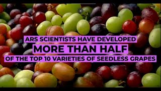 Did You Know | ARS' Involvement in Seedless Grapes