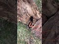 3x throws rope dart #nospinthrowing