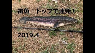 テイルウォーク ナマゾンモバイルC594XH タイ バンコク パイロット111 トップゲームをやってみました 怪魚 ジャイアントスネークヘッド 雷魚 何度目にのるか？その2