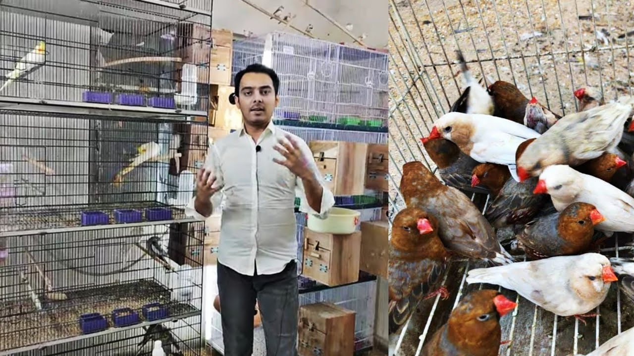 How much expenses required in finches breeding setup | Part