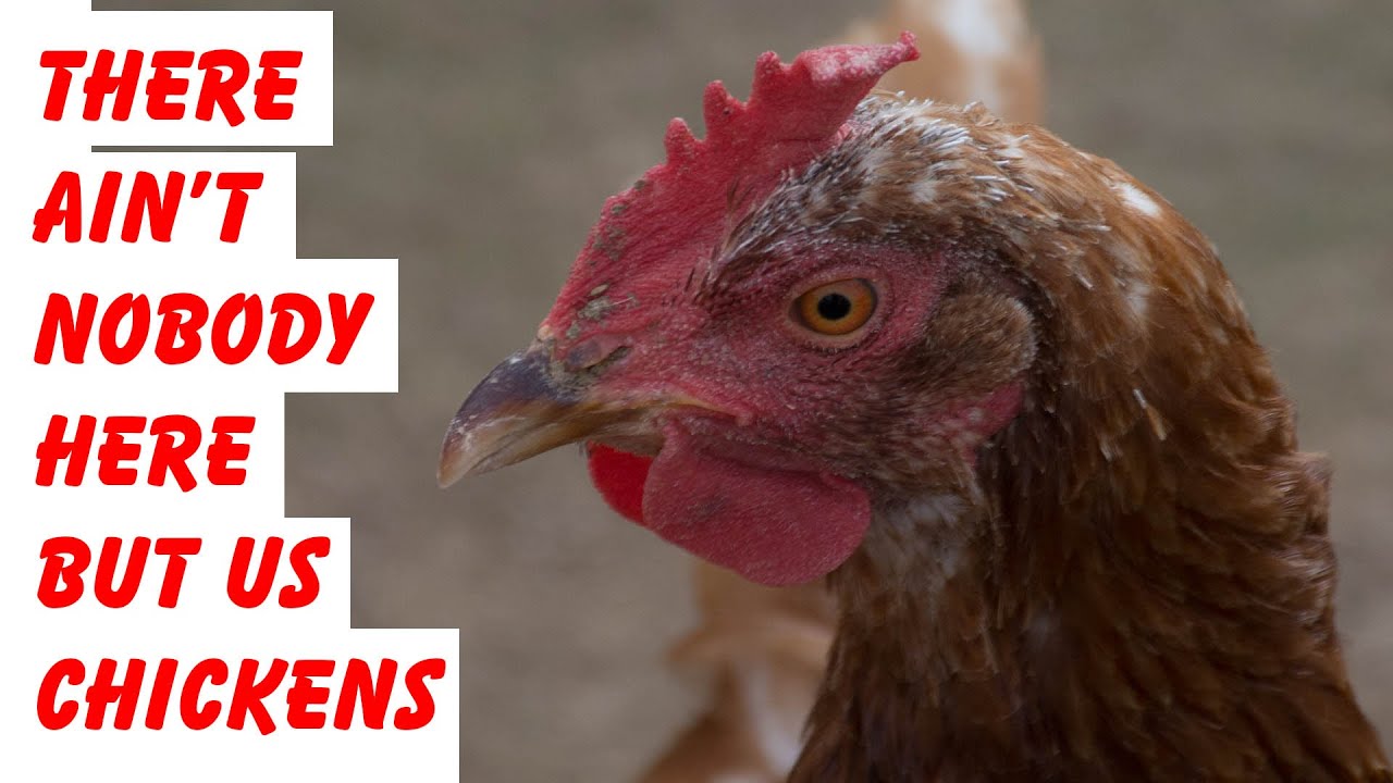 Ain't Nobody Here But Us Chickens #285 - YouTube