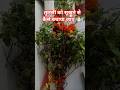 🙏🏻"तुलसीजी को सूखने से कैसे बचाया जाएं "?#tulsi plant ☘️🙏🏻#viral#gardeningtips# trending #ytshorts