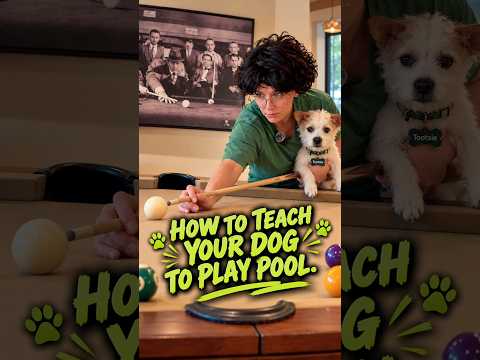 HOW TO teach your dog to play POOL.