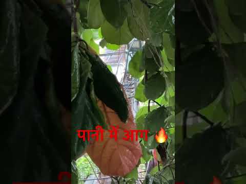 पानी में आग