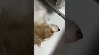 Download Lagu Full below  #puppy  #doglife  #dogsofinsta #dogstagram #kokonidog #ilovepuppuy MP3