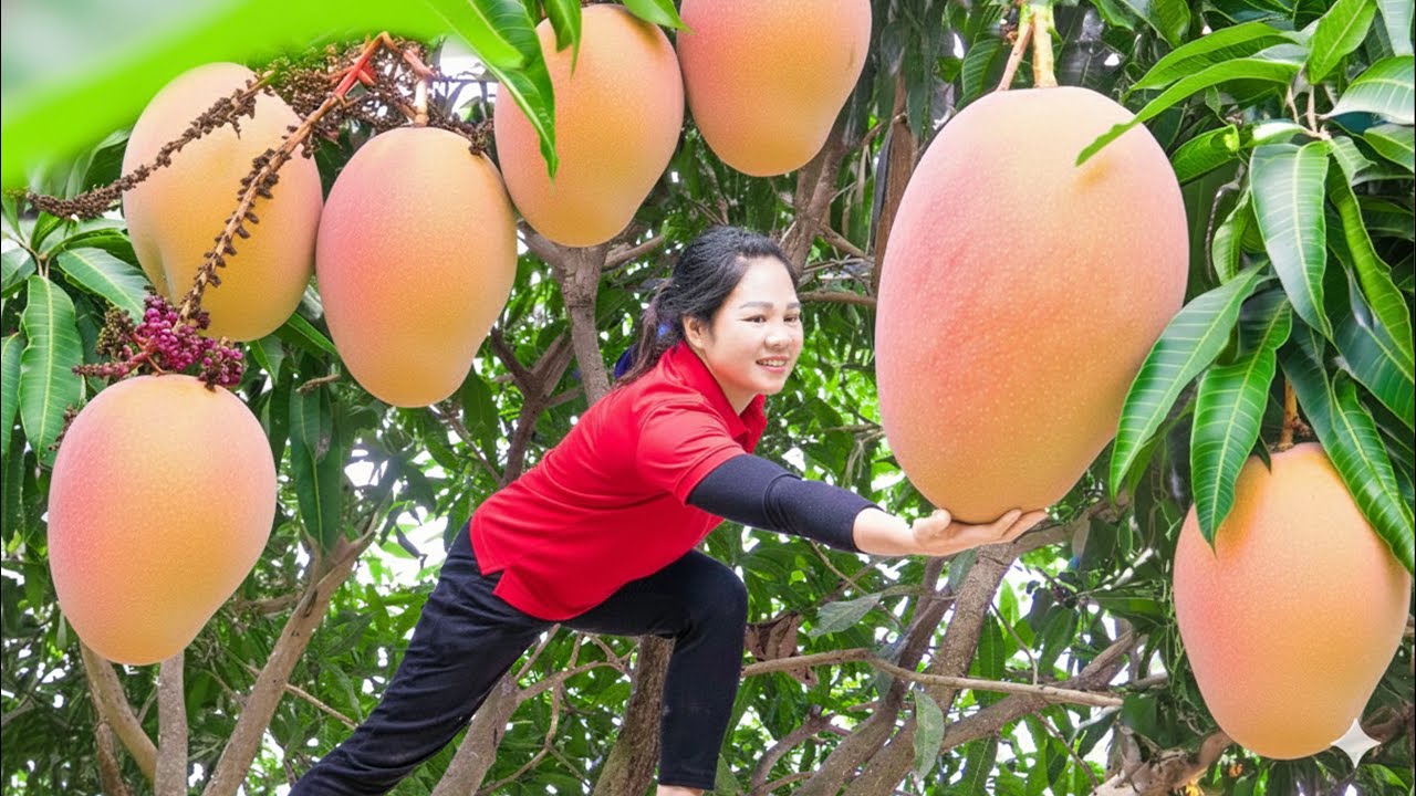 Harvesting 1000kg GIANT PINK MANGO & Go To Market Sell | RURAL LIFE