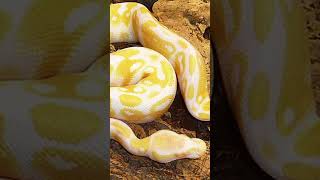 Famous Top 5 Amazing Facts About Pythons Profile