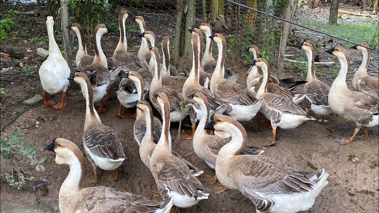 Funny Goose Chasing BabiesCompilation | Pen BunThik