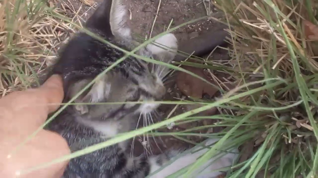 cute kitten in the park