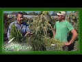 Conifer Showcase | Volunteer Gardener