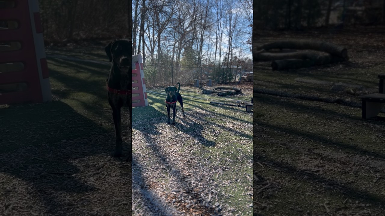 How CBD works for dogs 