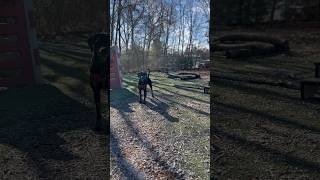 How CBD works for dogs #dopedog #doganxiety #cbdfordogs