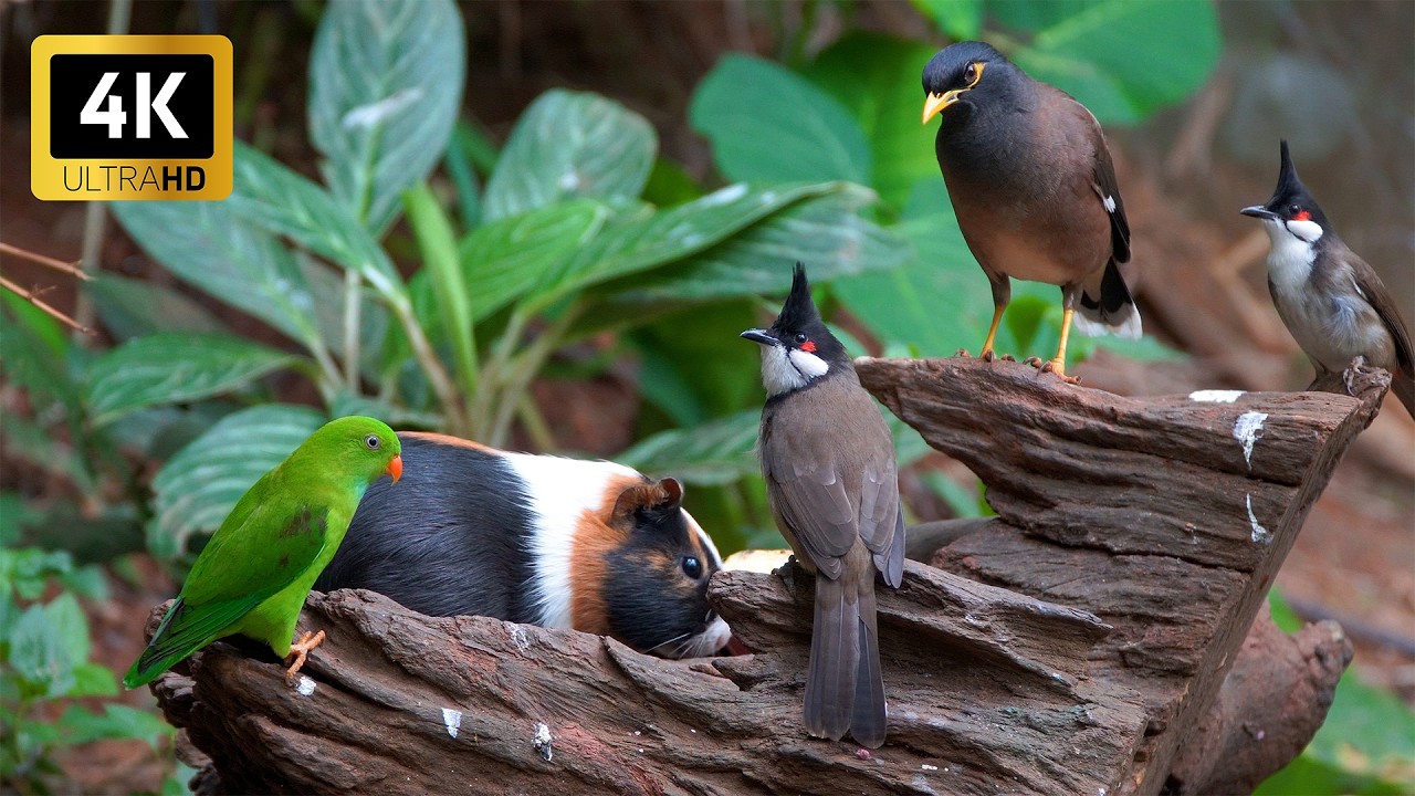 [NO ADS] Cat TV for Cats to Watch 😺🐦 Golden Tail Squirrels! Cute Guinea Pig 🐿 Cat Games 4K HDR