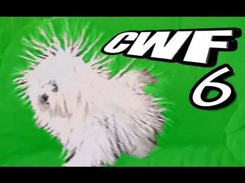 CuteWinFail, Ep. 6: Tarantula Terror puppy paradise