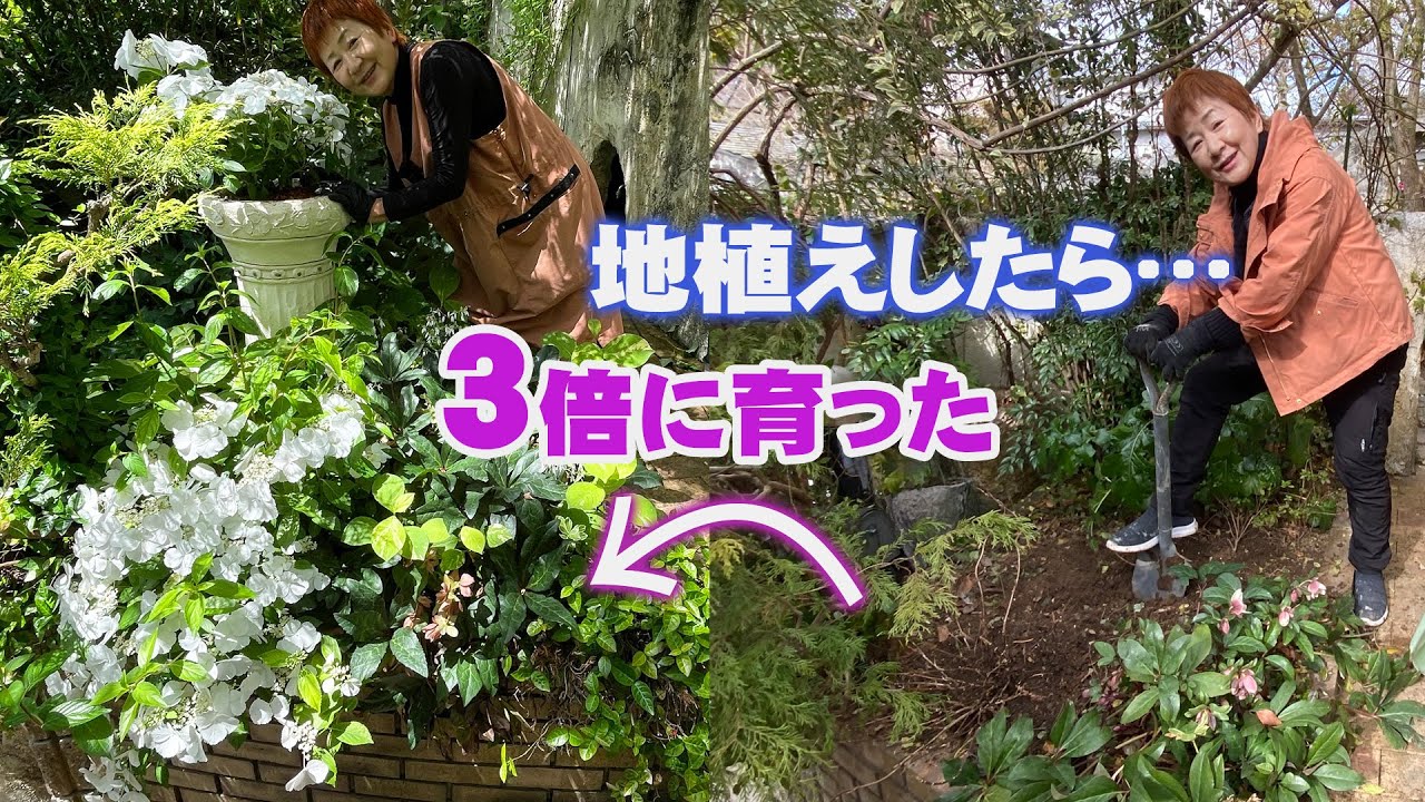 【ラグランジアを地植えしたら】たった３ヶ月で想定以上に大きく育つ／人気の品種ラグランジア「ブライダルシャワー」【半日陰の狭小花壇】