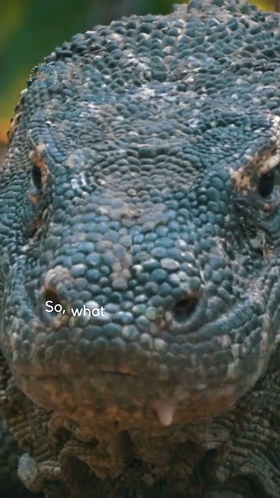 Sumba, the Lost Dinosaur Island in Indonesia! #shortvideo #shorts