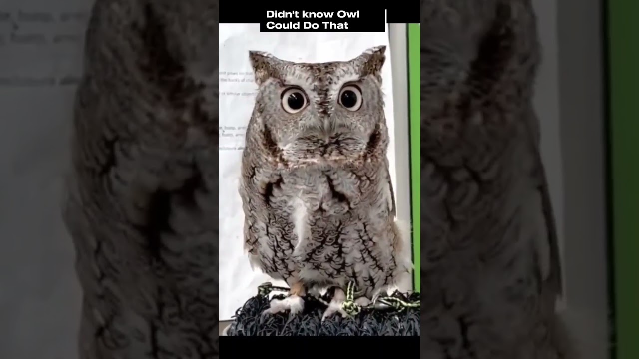 Owl Transformation 