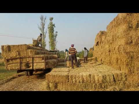 A2P Energy paddy Straw Bales Stacking - video from A2P
