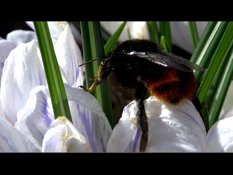 Wideo: Badanie Pokazuje, Jak Komunikują Się Trzmiele I Kwiaty