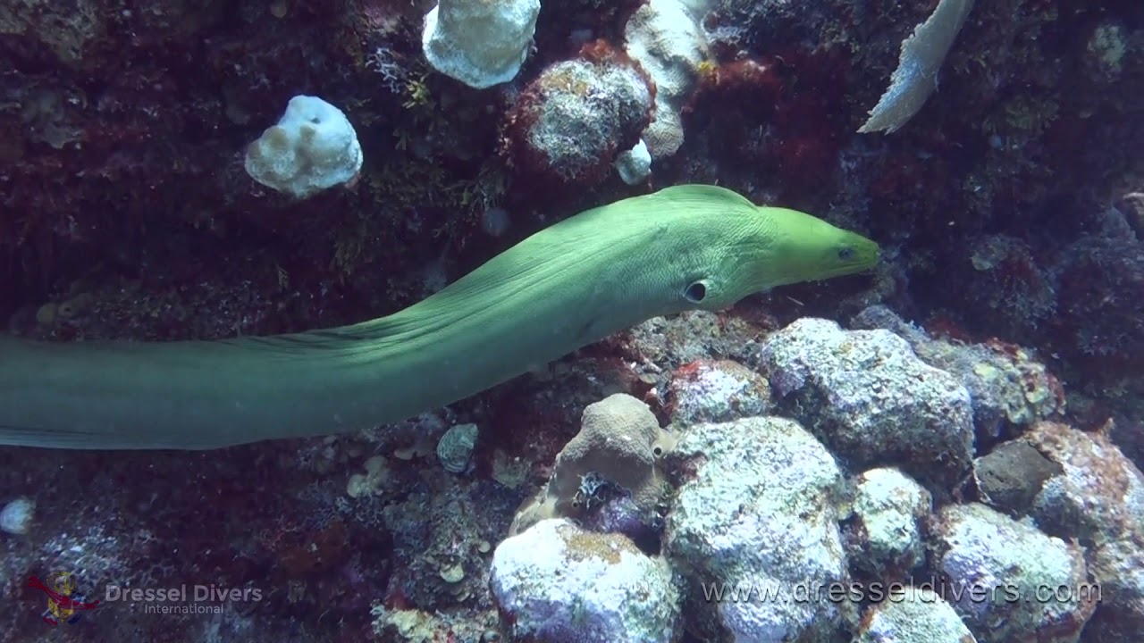 Scuba Diving in Puerto Aventuras The Week Before Christmas 2019