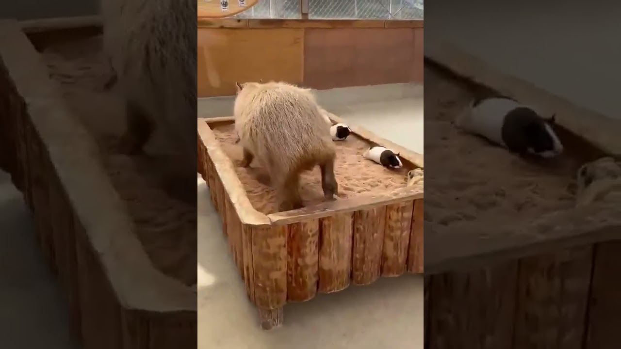 Kapybara capybara and guinea pigs