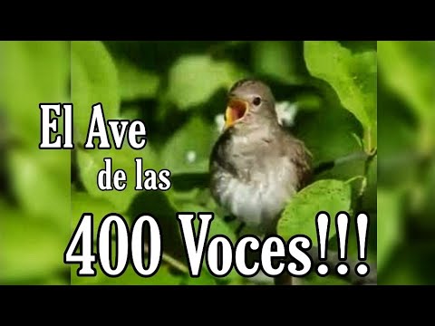 Video: ¿Deberían cantar los pájaros por la noche?