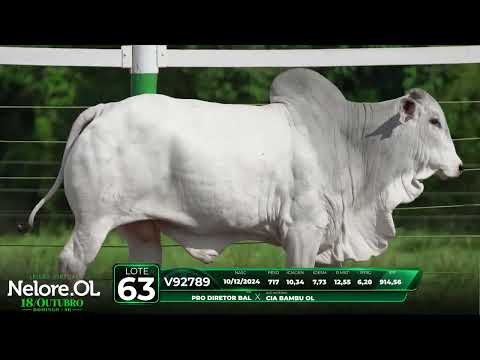 LOTE 63