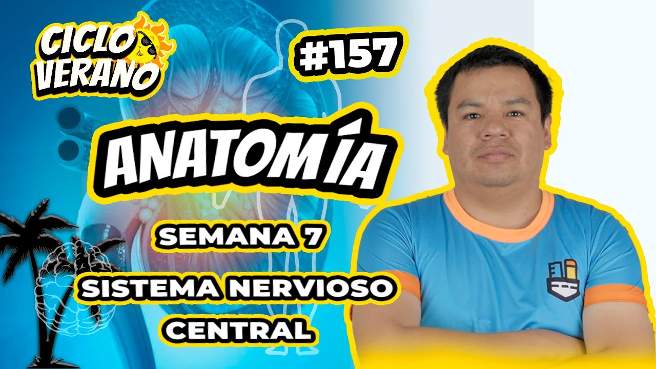 157 - VERANO - SEMANA 7 - ANATOMÍA SISTEMA NERVIOSO CENTRAL - 22/02/2024