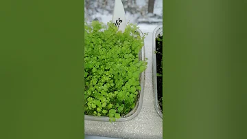 Посев спор папоротника