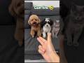 Funny kitten video 🤣 Cat #cat #memes #cute #catvideos #ilovepetanimals