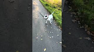 Bulterier Miniaturowy