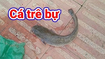 câu cá trê bờ kè sông cần giuộc, điểm câu cá rất lý tưởng và mát mẻ cho cần thủ / 2023